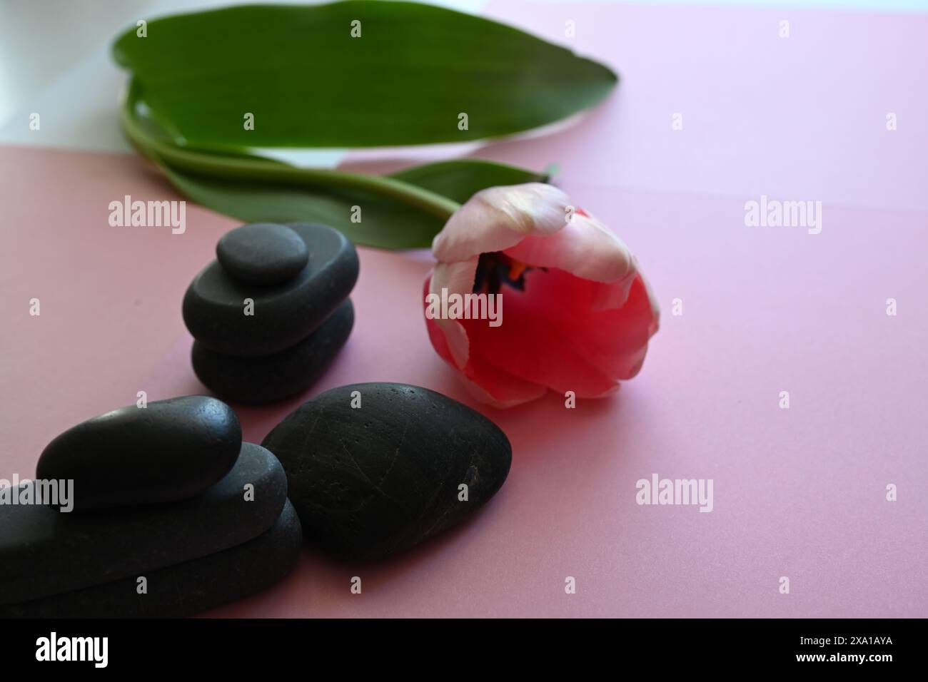 Schwarze Steine auf rosa Oberfläche neben rosa Tulipr Stockfoto