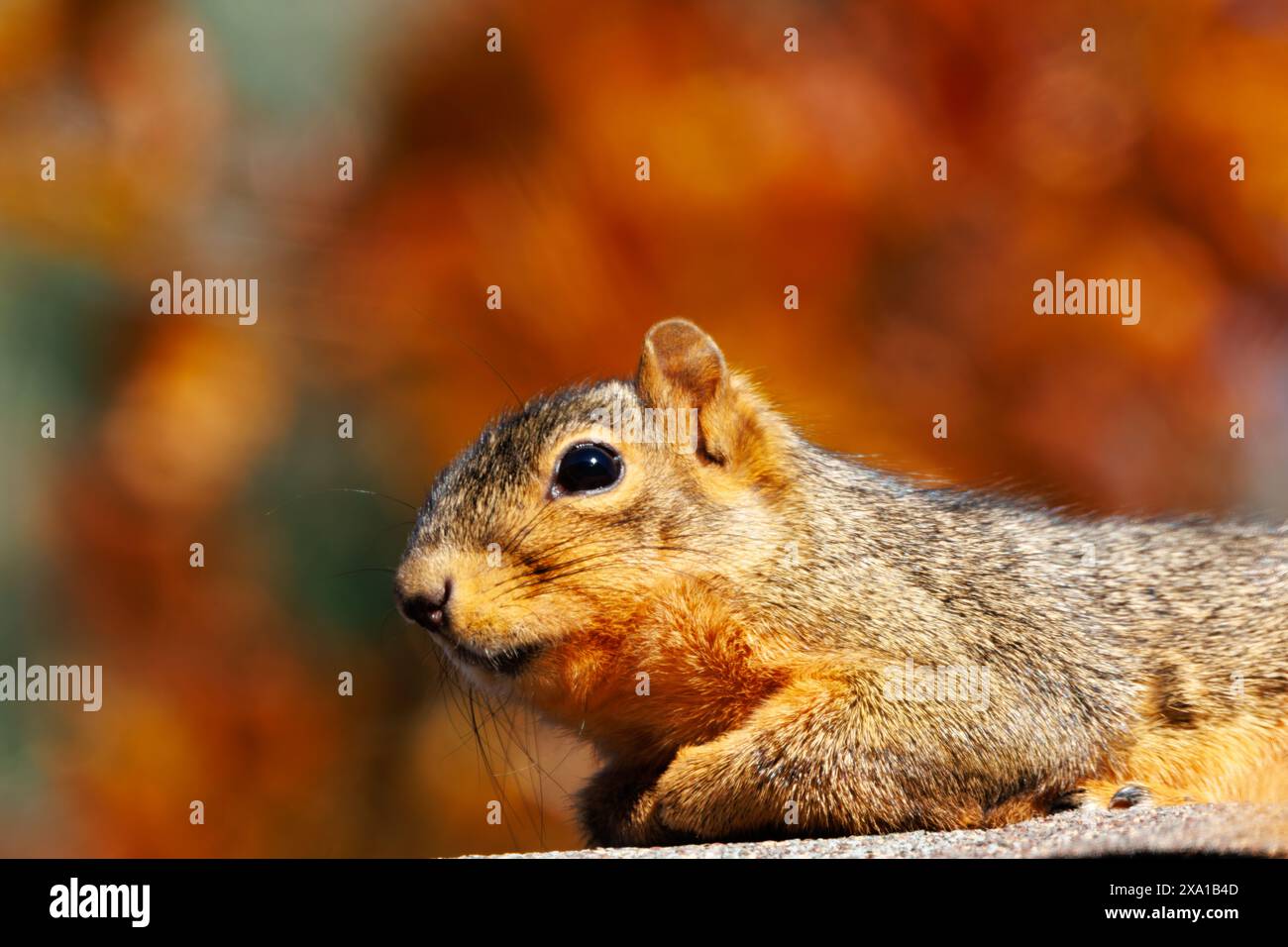 Ein kleines Eichhörnchen, das auf einem Steinvorsprung thront und nach vorne blickt Stockfoto