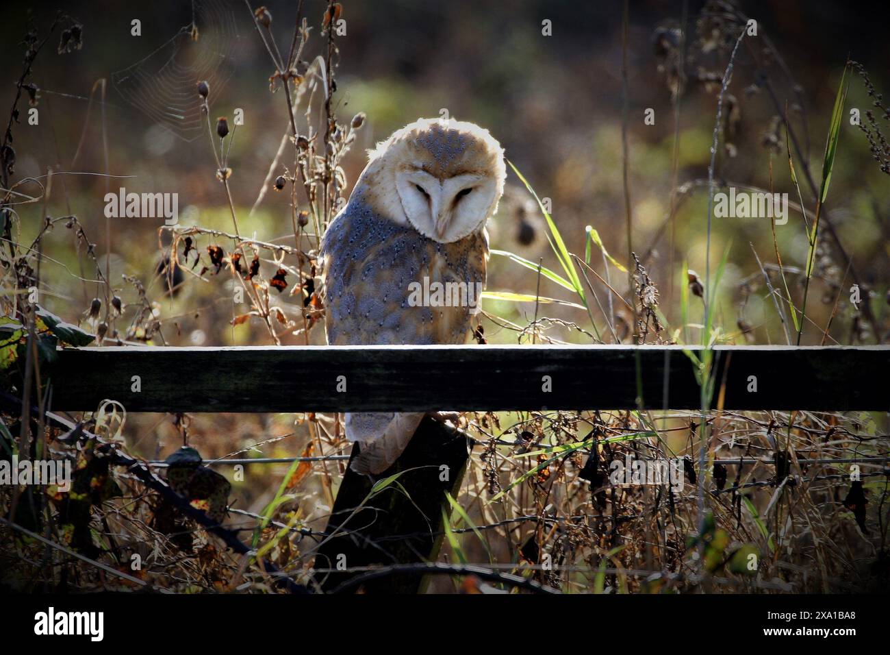 Scheuneneule (tyto alba alba) Stockfoto