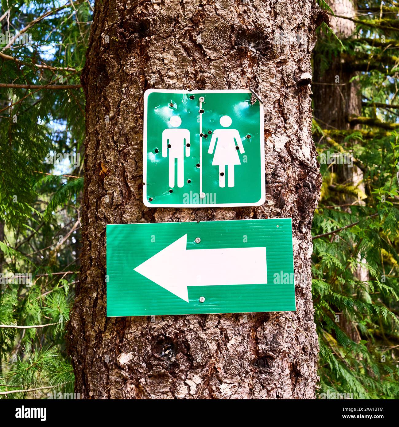 Grün-weißes Schild auf einem großen Baum mit einem Symbol für einen Mann und eine Frau mit einem großen Pfeil, der den Weg zur Außentoilette zeigt. Stockfoto