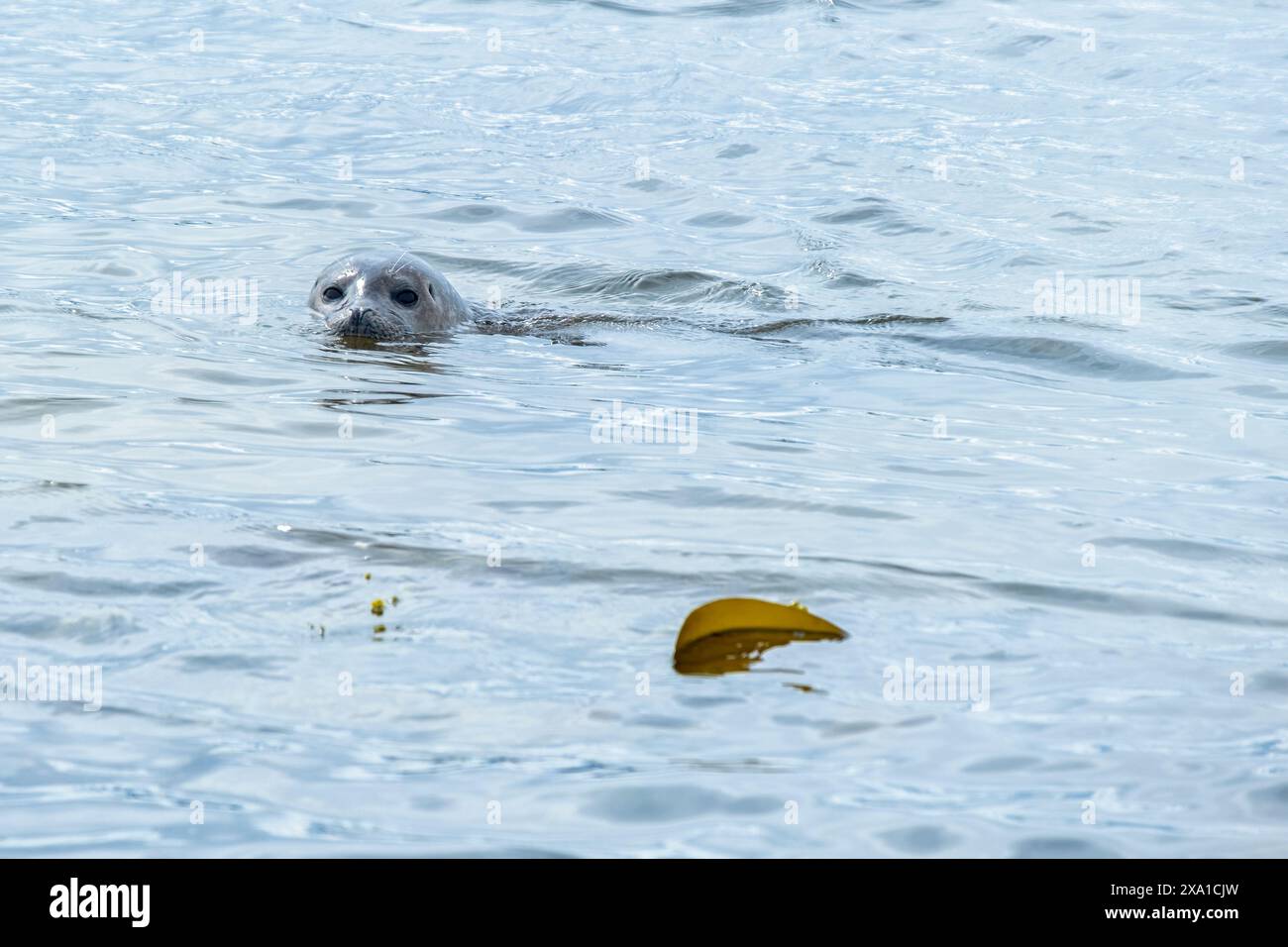 Eine junge süße Seehunde schwimmt. Ytri Tunga Beach - Nordseeküste, Island Stockfoto