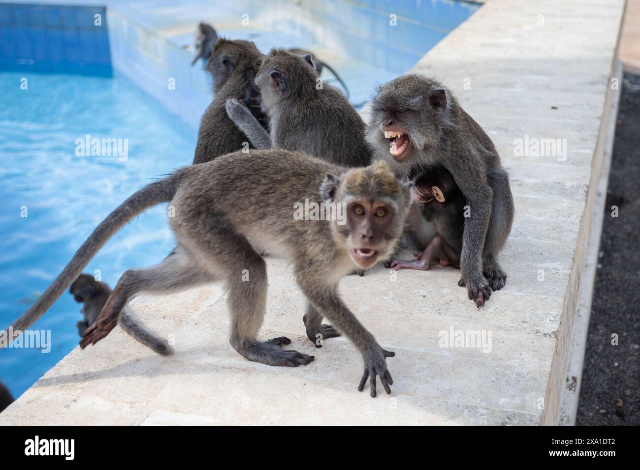 Die wütenden Affen in einem Tempel in Indonesien Stockfoto