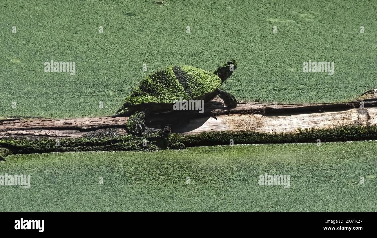 Auswirkungen des Klimawandels auf eine Rotohr-Rutschschildkröte (Trachemys scripta elegans), bedeckt mit Algenblüten in warmen Teichgewässern, New York Stockfoto