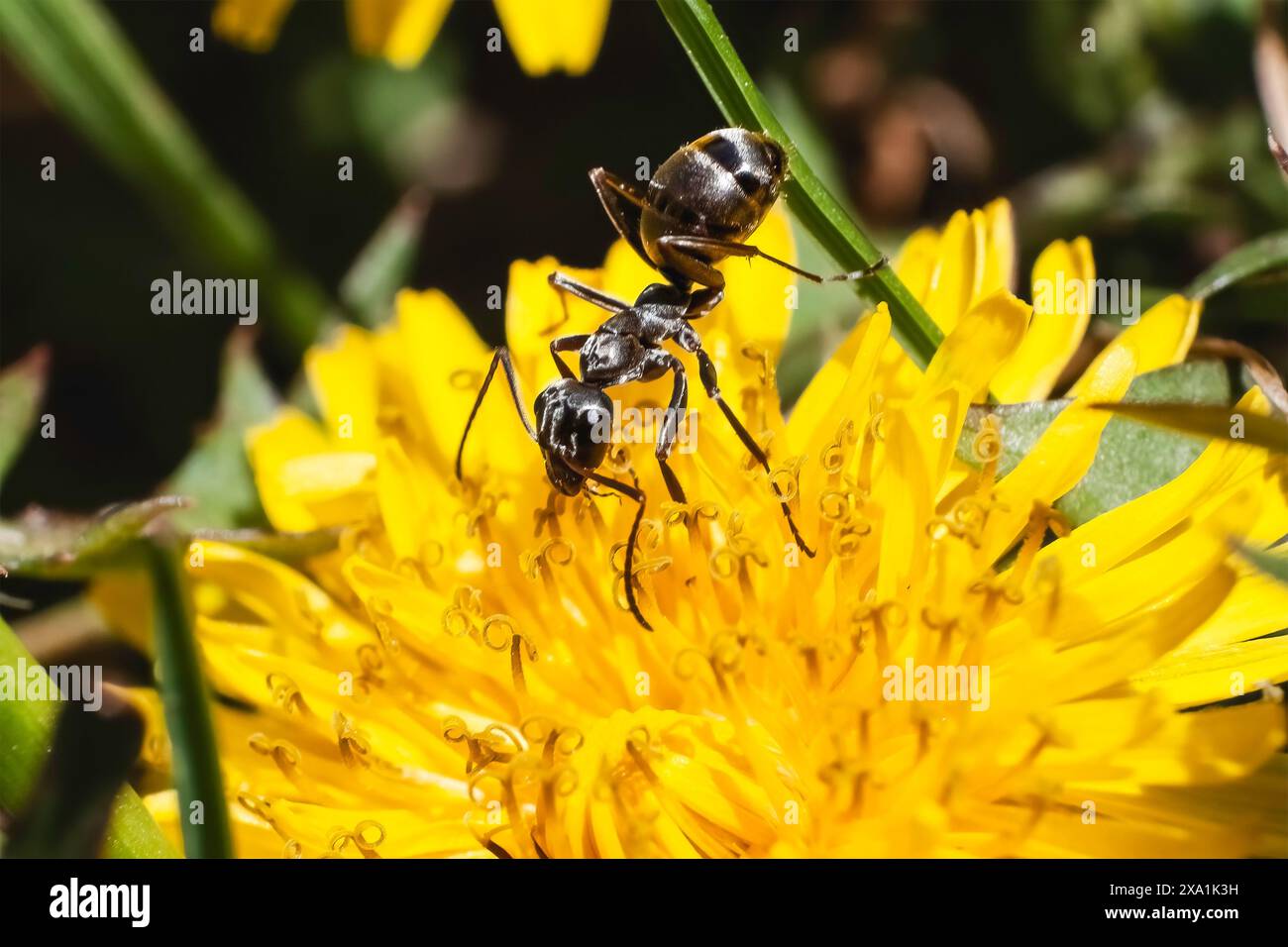 Eine winzige schwarze Formica-Art, die eine gelbe Löwenzahnblüte im frühen Frühjahr ernährt und bestäubt. Long Island, New York, USA. Stockfoto