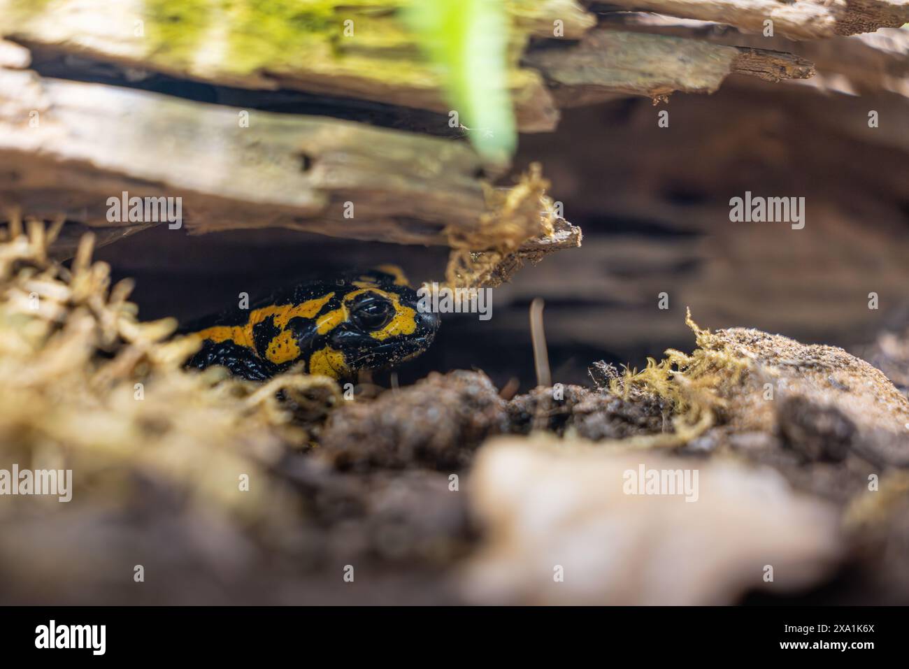 Gelber und schwarzer Frosch, der hinter einem Baumzweig schaut Stockfoto