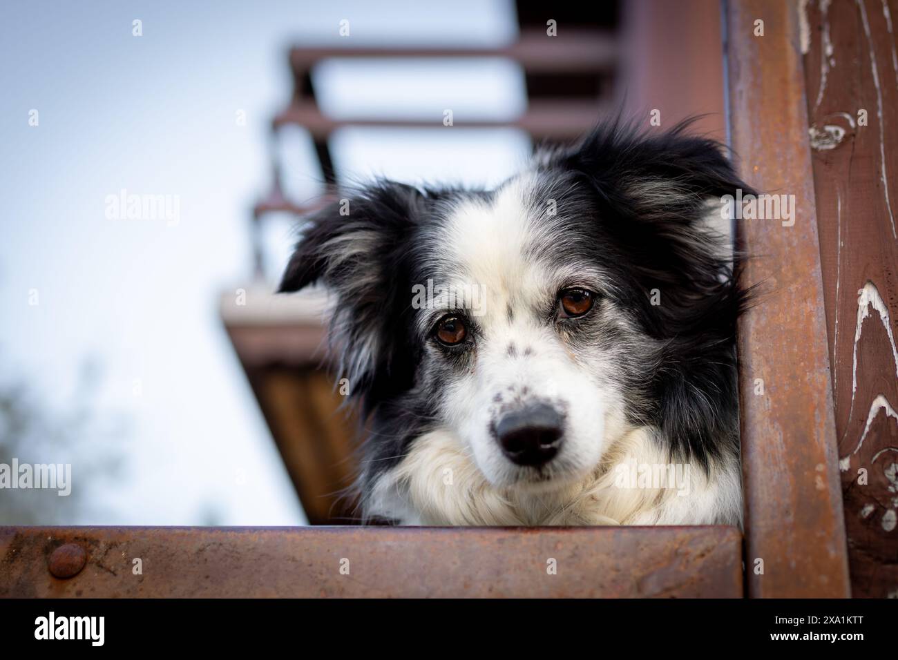 Ein neugieriger Hund, der unter einer Metallkonstruktion hervorblickt Stockfoto