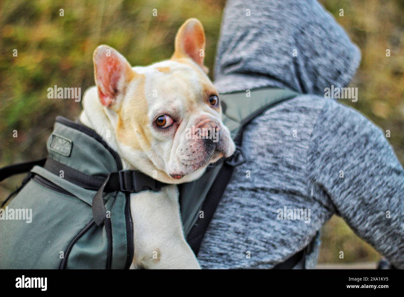 Eine Person, die einen Hund in der Tasche auf dem Rücken trägt, Nahaufnahme Stockfoto