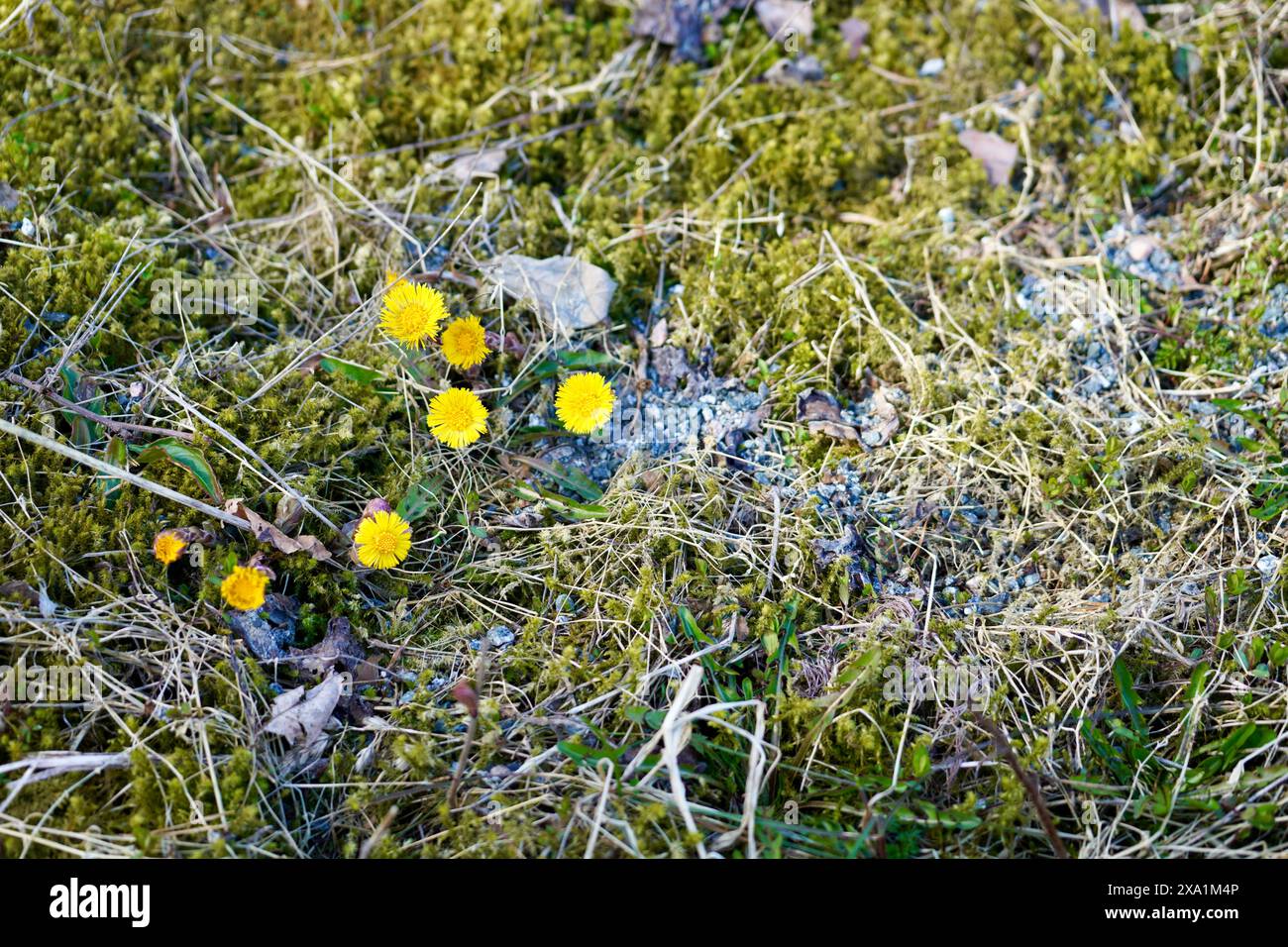Eine kleine Gruppe von Coltsfoot-Blüten neben einer Straße in der Nähe von Angvik, Norwegen. Die Blüte von Coltsfoot läutet den Frühling ein. Stockfoto