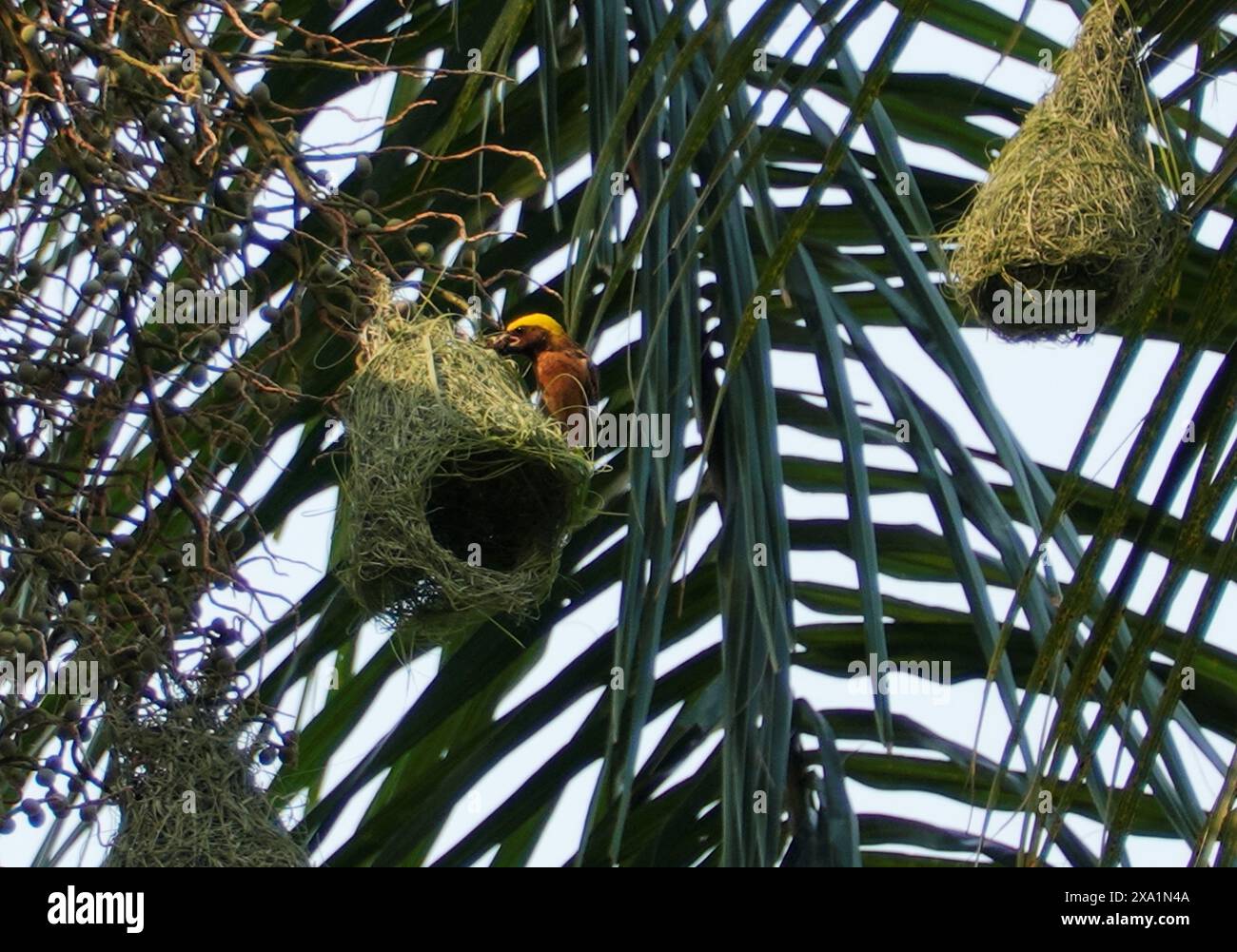 Ein Vogel auf einem Vogelhaus in einem Baum Stockfoto