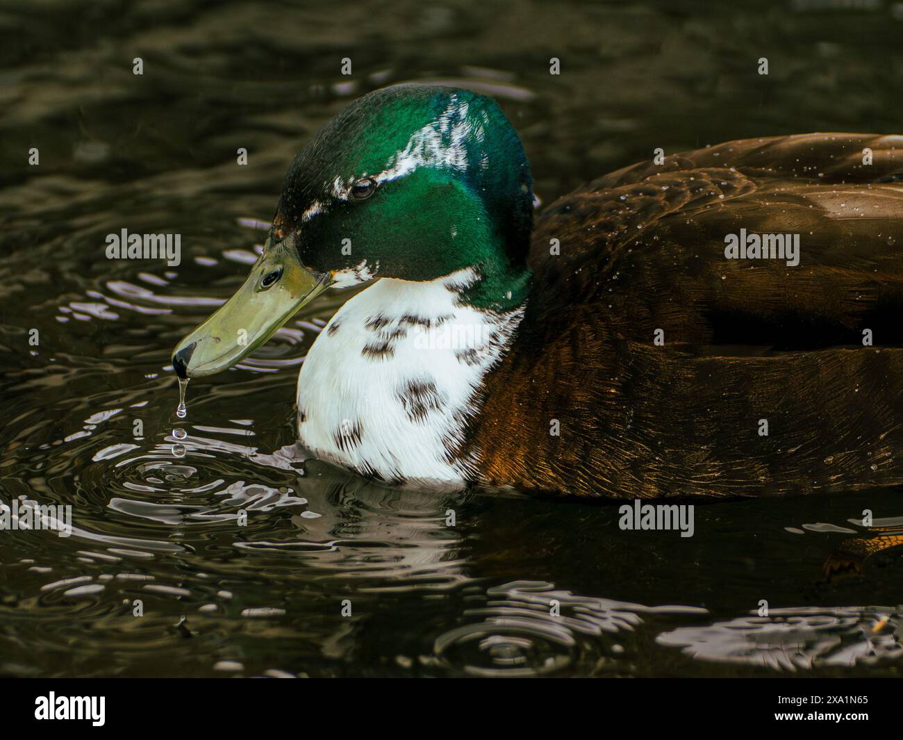 Eine Nahaufnahme einer Ente, die auf dem See schwimmt Stockfoto