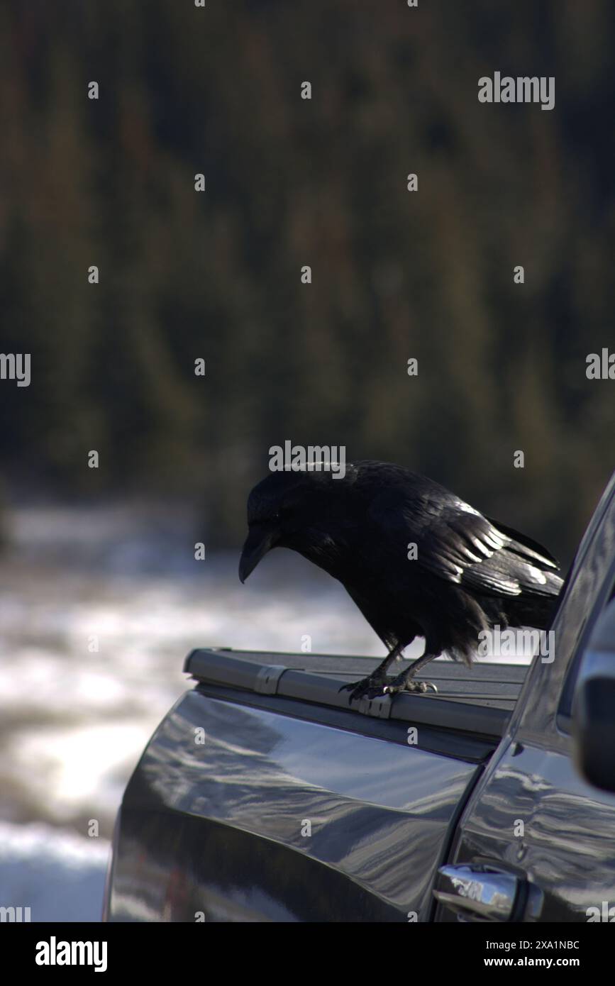 Im verschneiten Winter sitzt ein schwarzer Vogel auf einer Autohaube Stockfoto