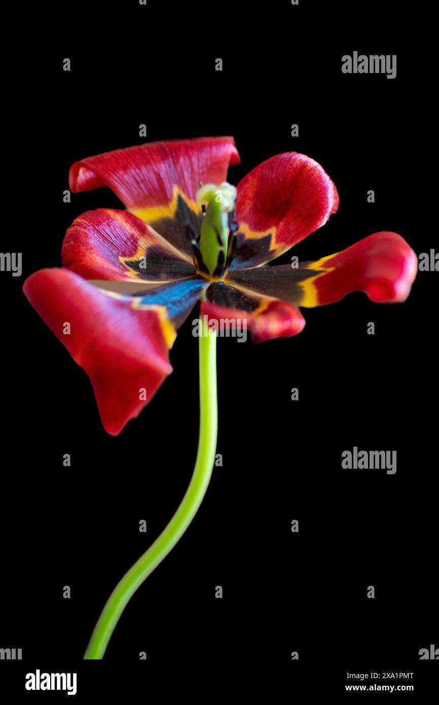 Leuchtend rote Tulpe auf dunklem Hintergrund Stockfoto