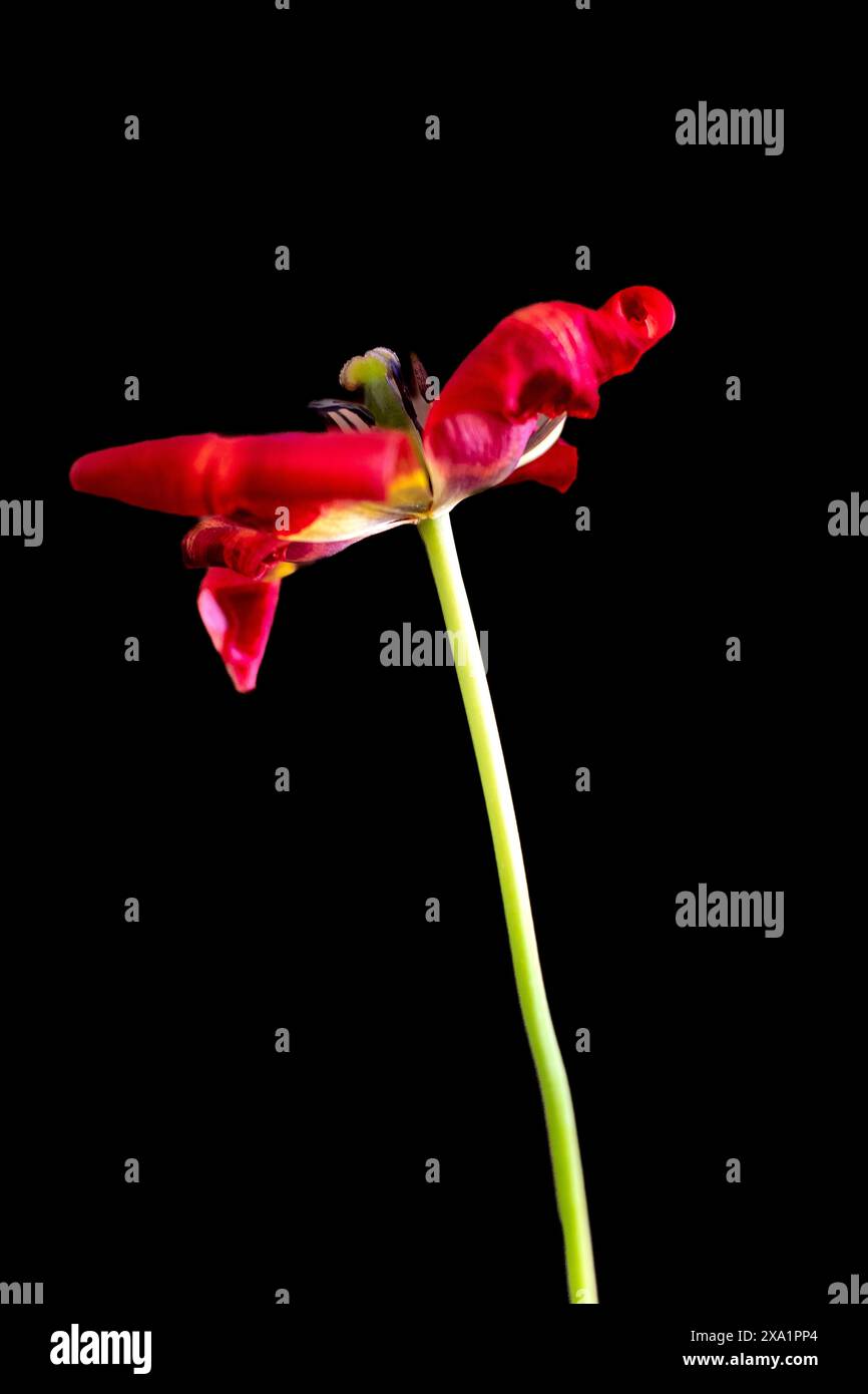 Leuchtend rote Tulpe auf dunklem Hintergrund Stockfoto