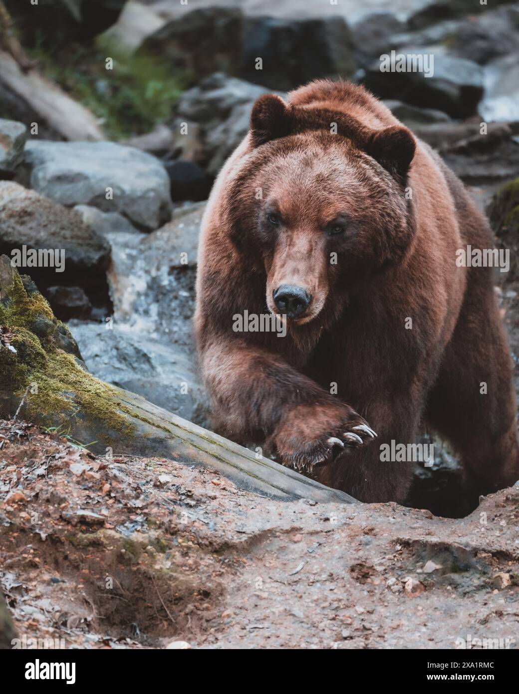 Braunbär schlendert am felsigen Bach-Ufer Stockfoto
