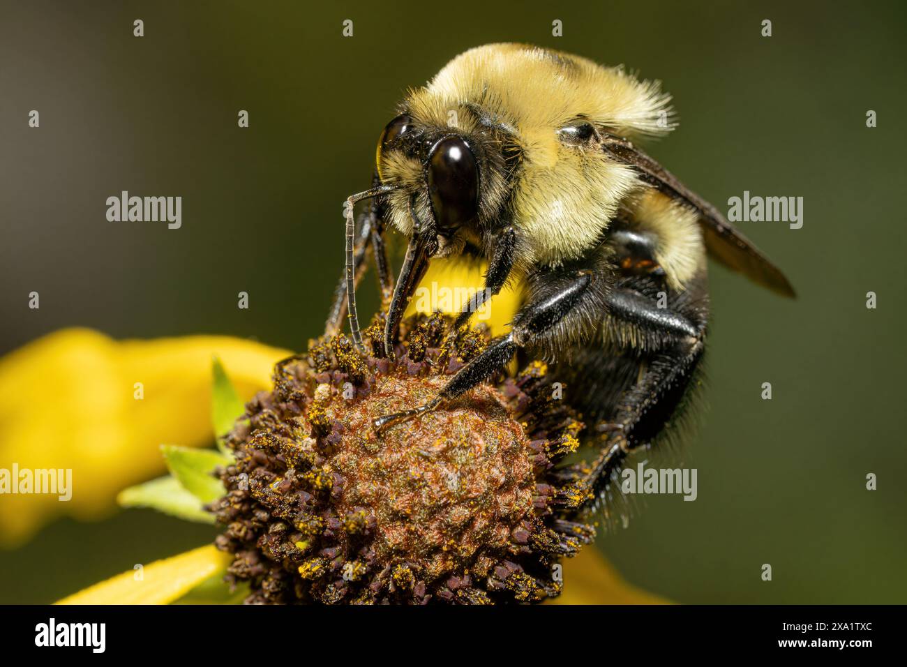 Eine große Biene thront auf einer leuchtend gelben Blüte. Stockfoto