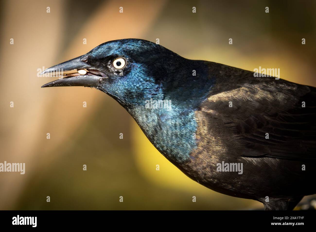 Ein schwarzer Vogel mit leuchtend blauen Federn, der auf einem Baumstumpf thront. Stockfoto