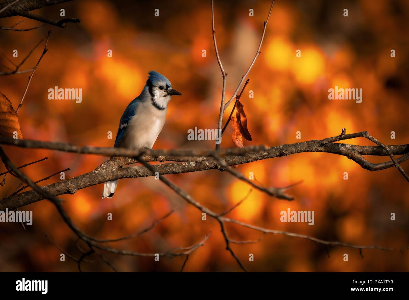 Ein blauer Jay, der auf einem Baumzweig thront. Stockfoto