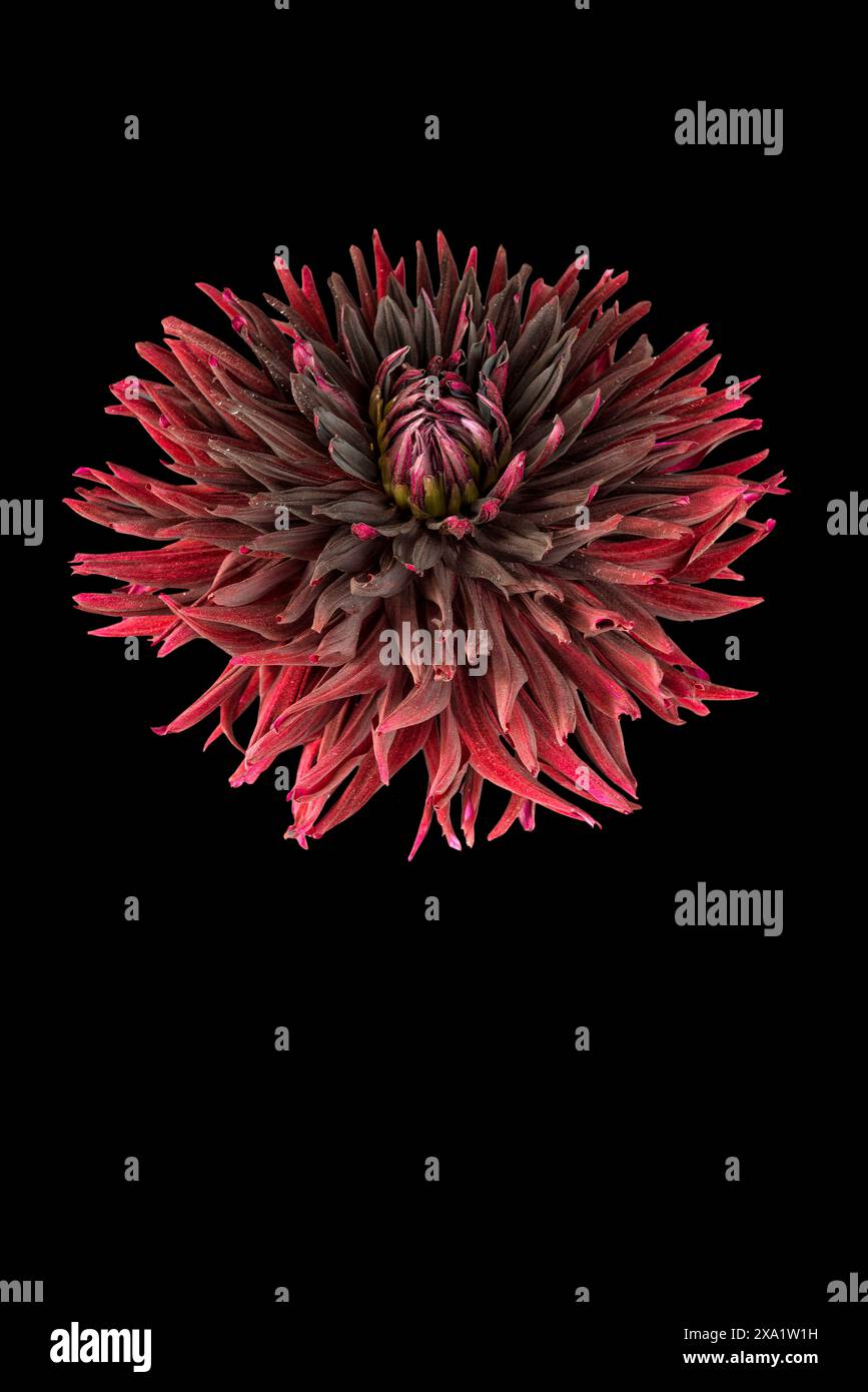 Vor einem schwarzen Hintergrund blühen leuchtende rot-schwarze Dahlien Stockfoto