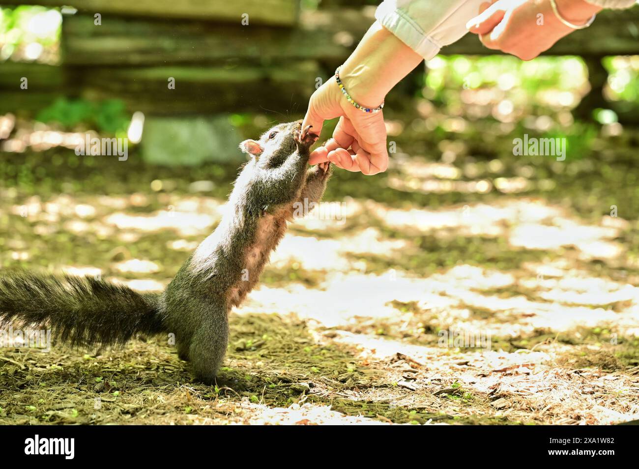 Nahaufnahme einer Person, die ein Eichhörnchen im Park füttert Stockfoto