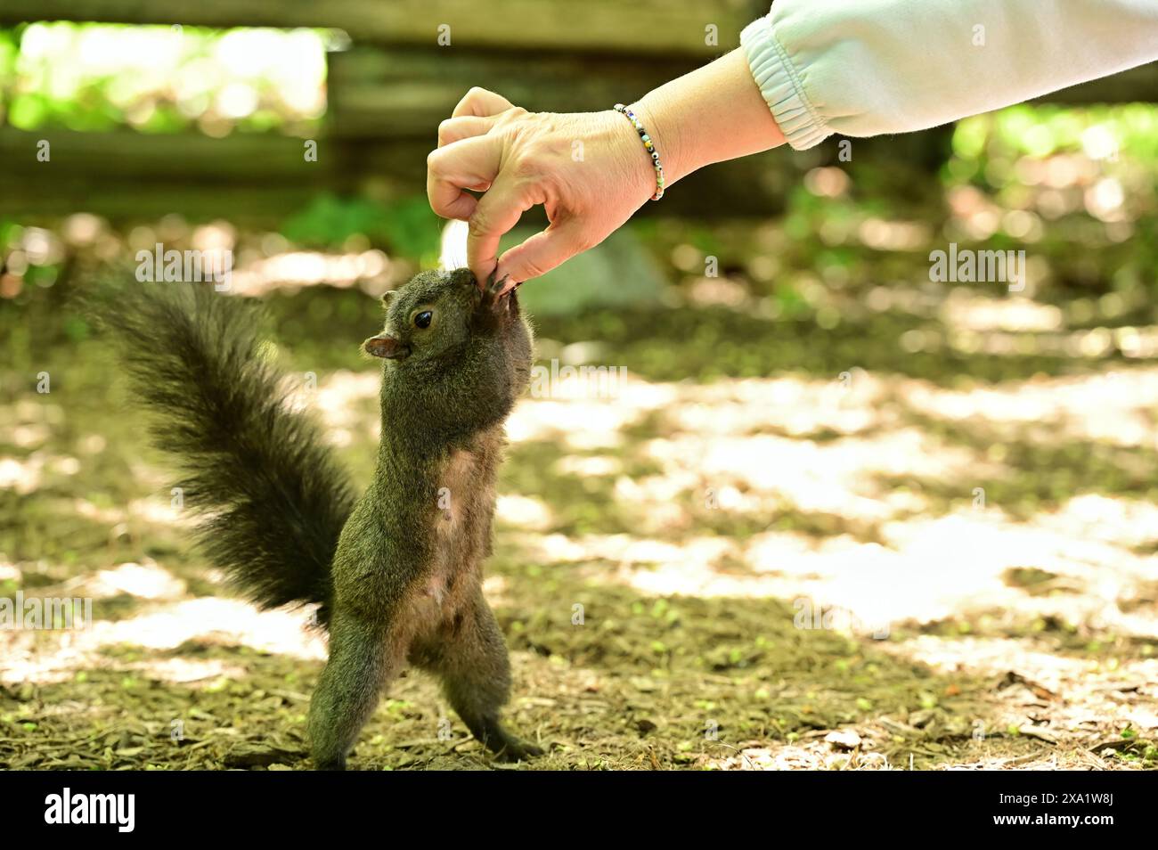 Ein Eichhörnchen, das von einer menschlichen Hand gefüttert wird Stockfoto