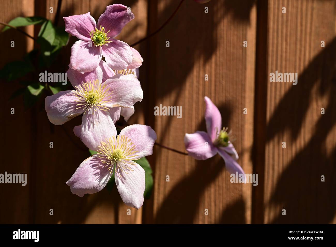 Nahaufnahme von zwei sonnendurchfluteten Blumen auf einem Zaun Stockfoto