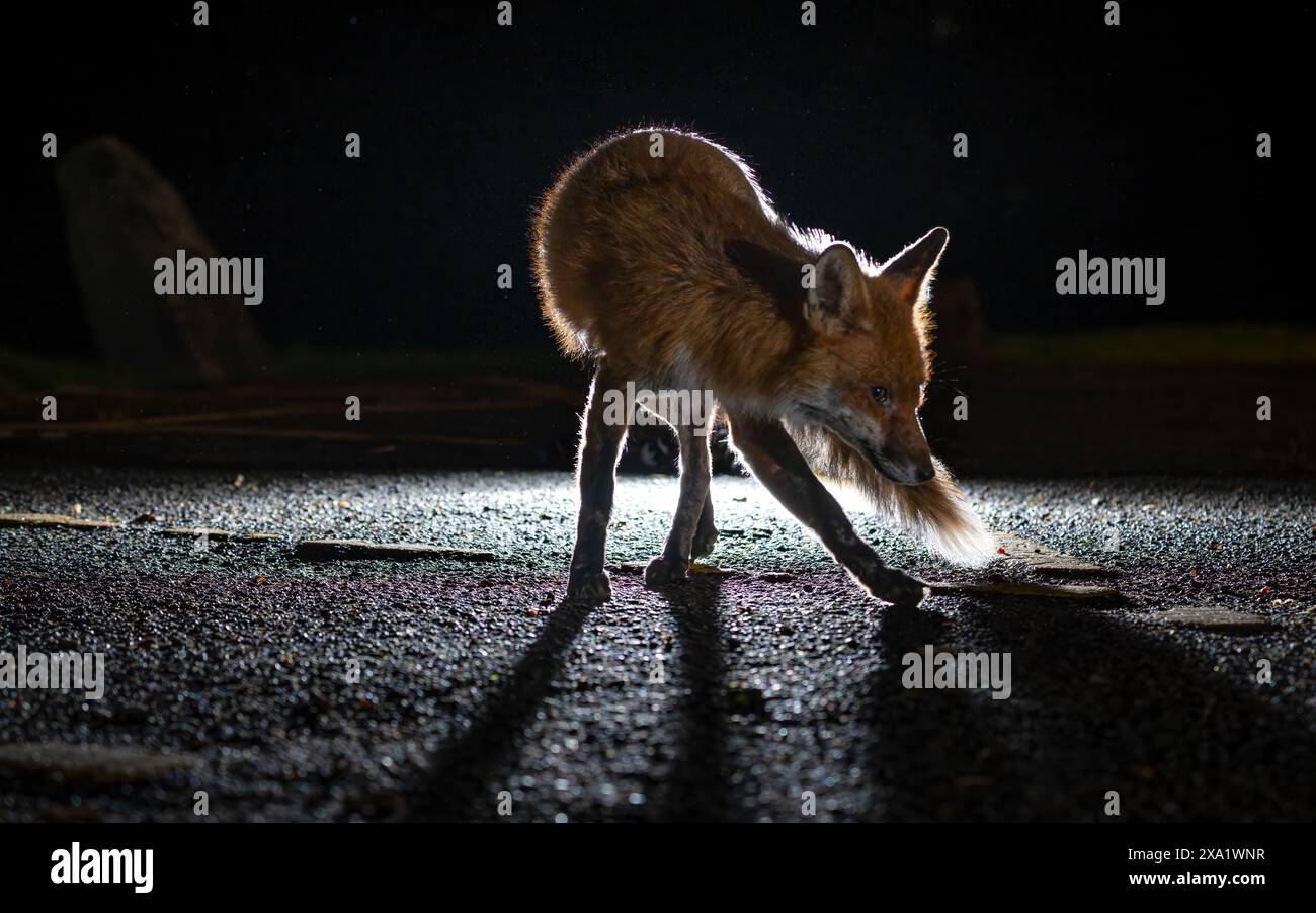 Einsamer Fuchs, der nachts auf der Straße steht Stockfoto