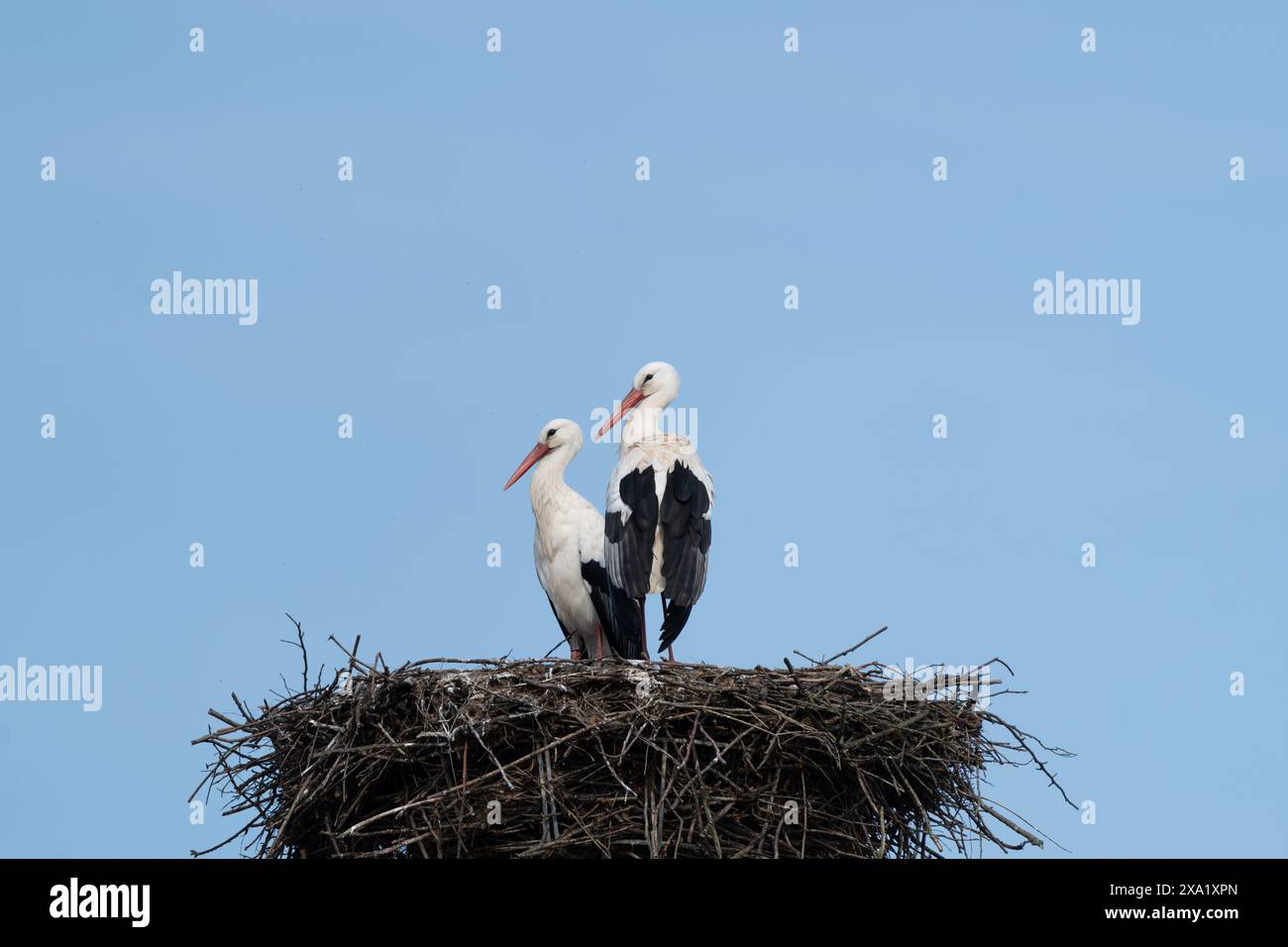 Zwei Störche im Nest, die nach links schauen, unter dem großen blauen Himmel Stockfoto