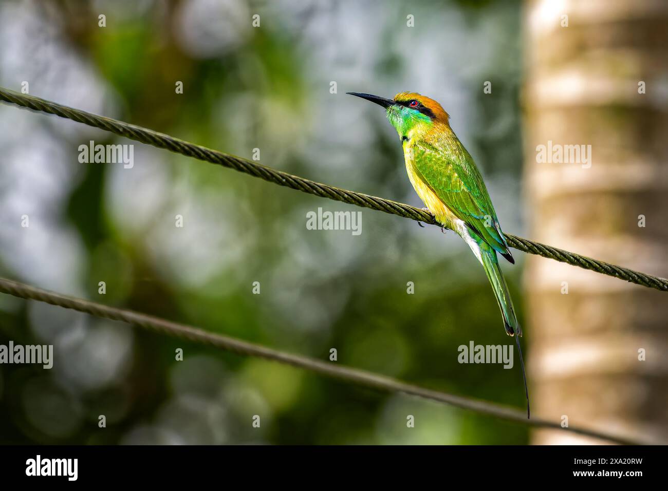 Ein asiatischer grüner Bienenfresser auf Draht mit Bäumen im Hintergrund. Thattekad, Kerala, Indien Stockfoto