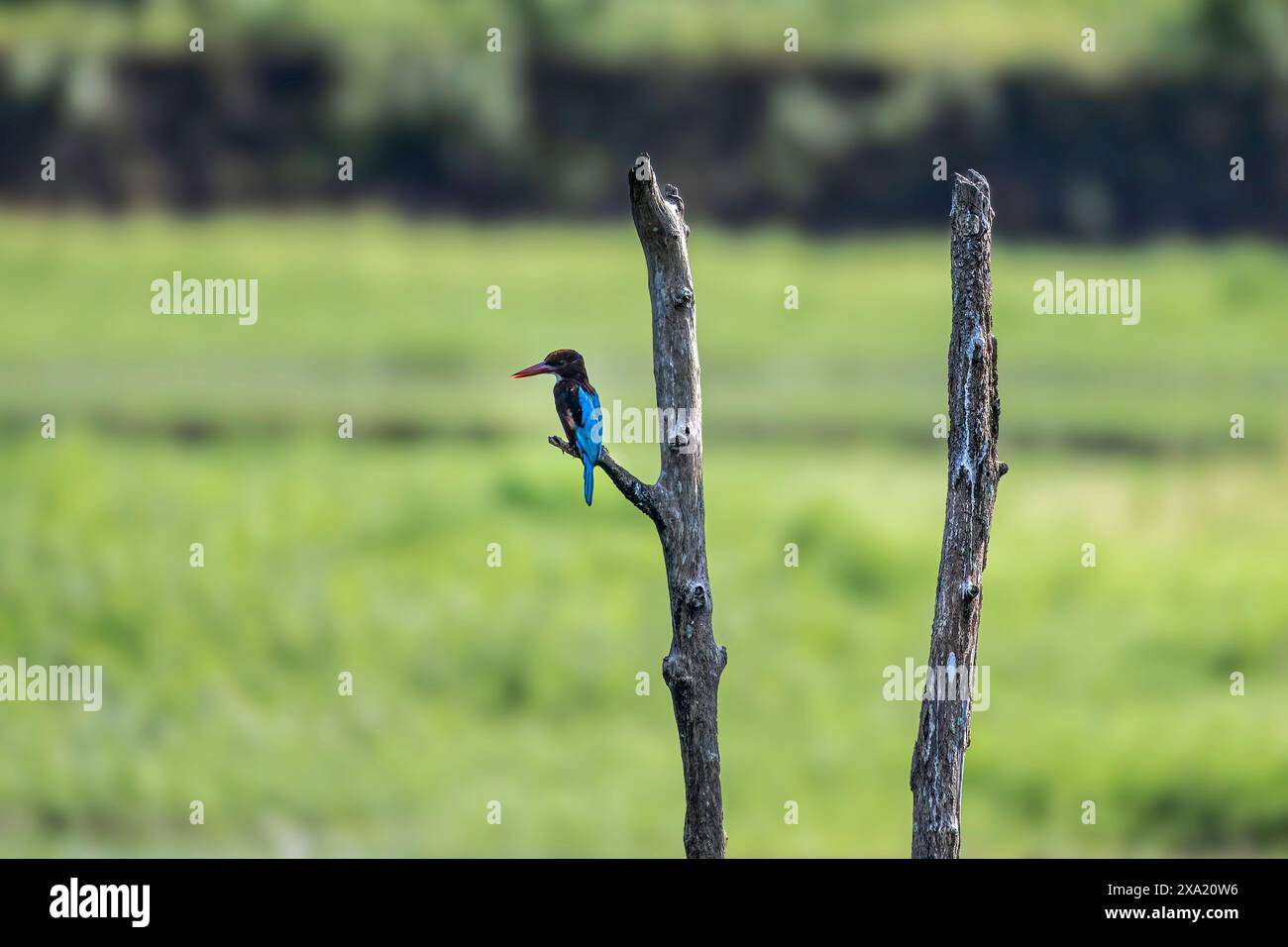 Ein Weißbrust eisvogel, der auf einem Baumzweig auf einer grünen Wiese sitzt. Thattekad, Kerala, Indien Stockfoto