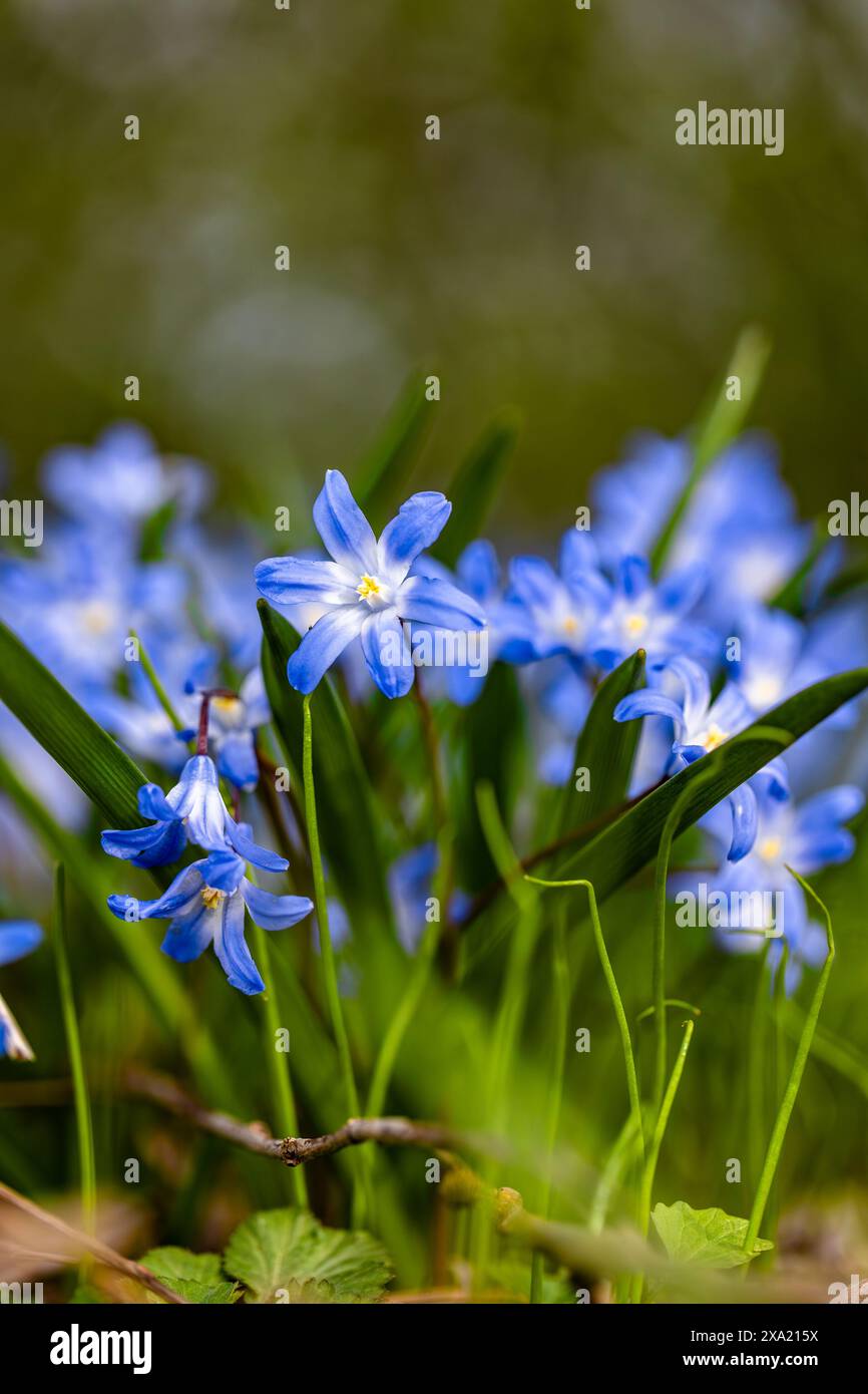 Die blauen Blüten blühen im Gras in Bodennähe. Stockfoto