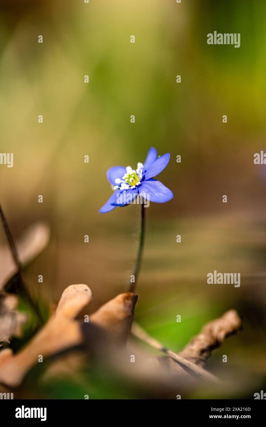 Eine blühende Blume im Garten. Stockfoto