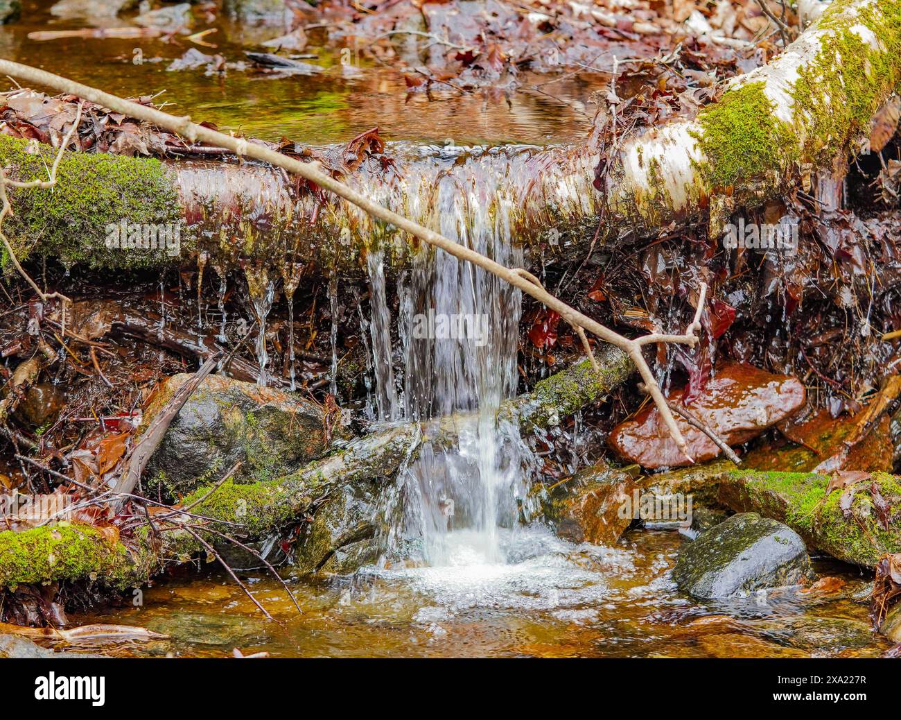 Ein kleiner Wasserfall, der über moosbedeckte Felsen und Baumstämme fließt Stockfoto