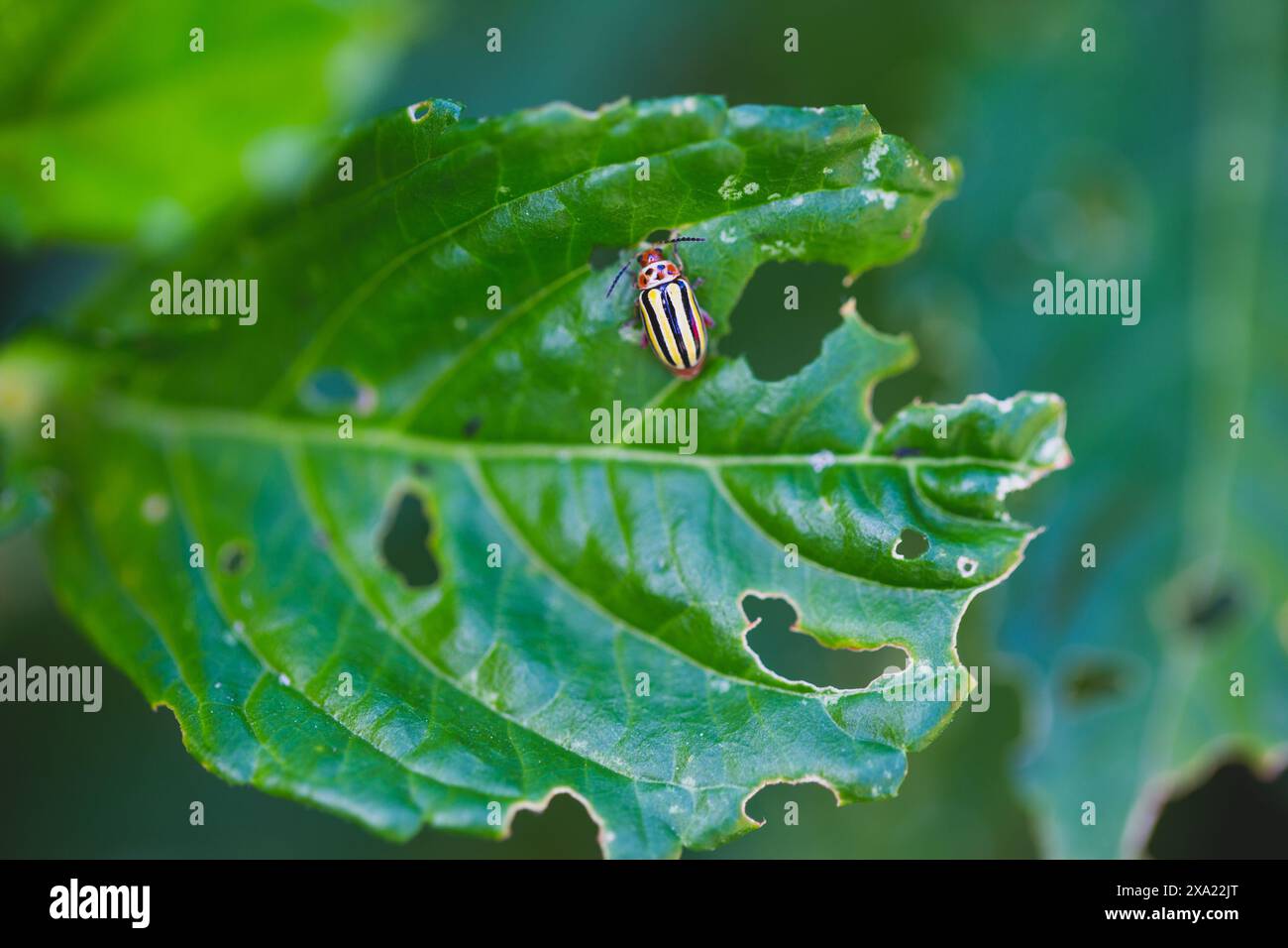 Einfarbiger Käfer auf Pflanzenblatt Stockfoto