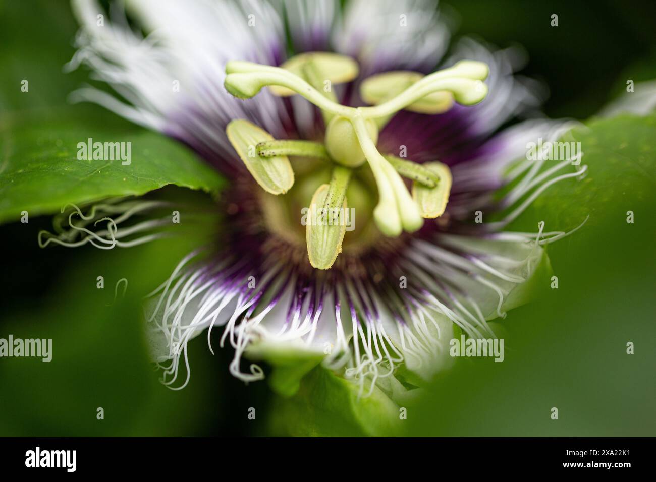 Violette und weiße Blüte umgeben von üppig grünen Blättern und zahlreichen Blütenblättern Stockfoto