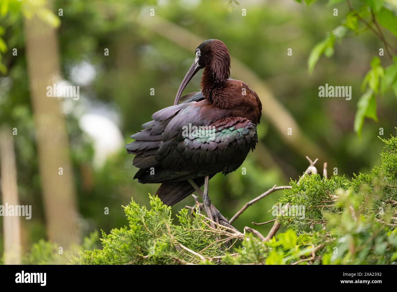 Hochglanz-Ibis in einer Rookery in Ocean City NJ Stockfoto