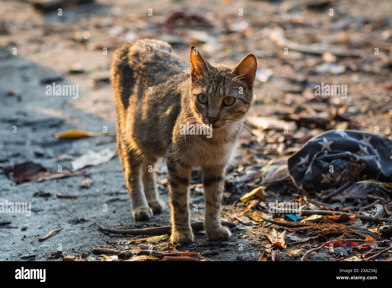 Eine Katze, die am Straßenrand spaziert Stockfoto