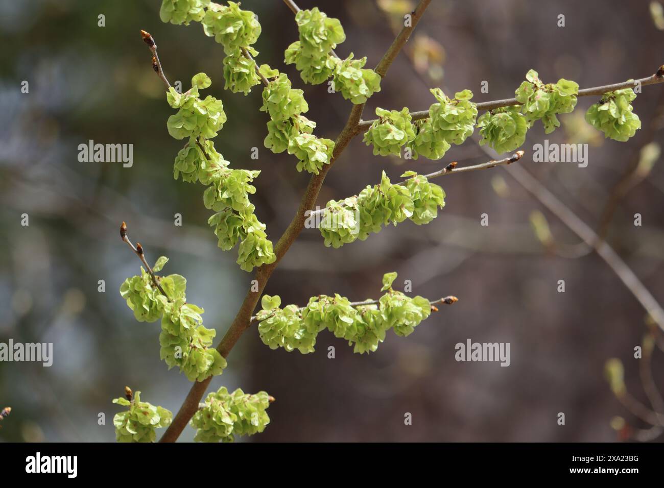 Nahaufnahme eines amerikanischen Ulmenzweigs im Frühling Stockfoto