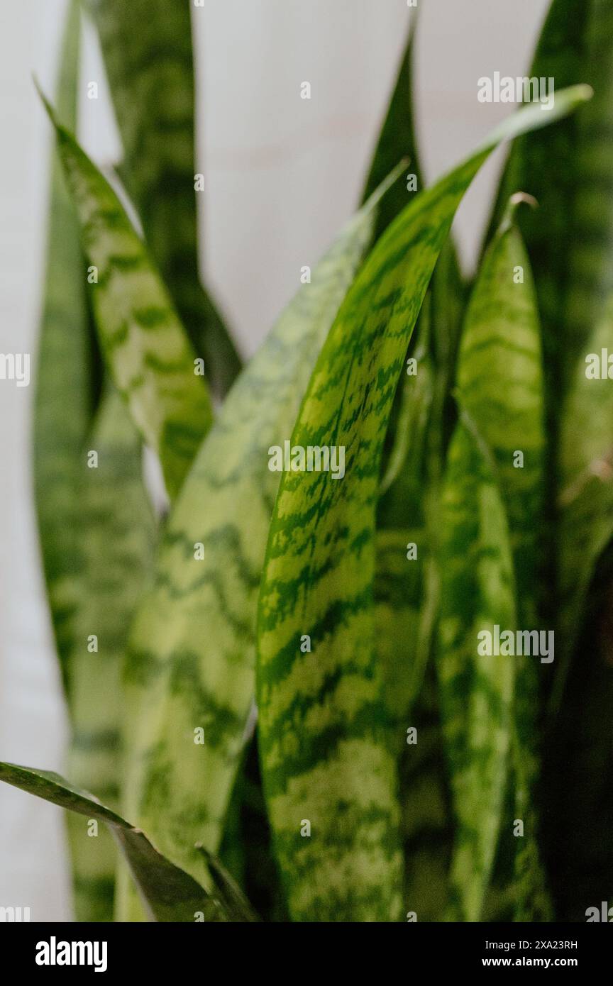 Große Schlangenpflanze, drinnen am Fenster. Stockfoto