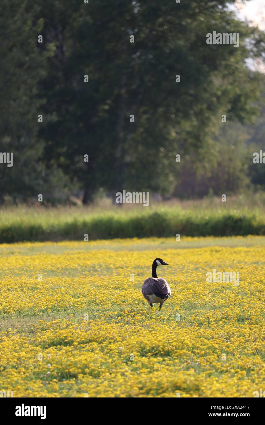 Eine Kanadas-Gans (Branta canadensis) in einem gelben Blumenfeld Stockfoto