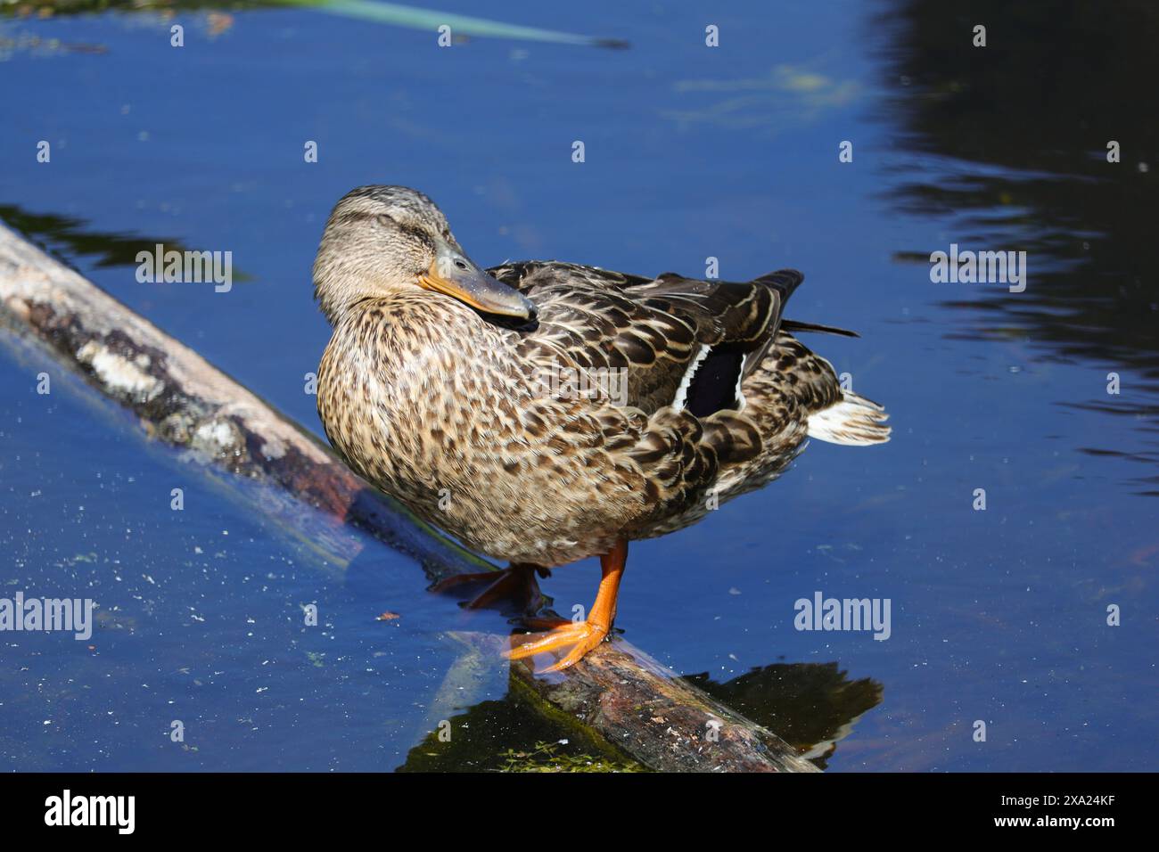 Eine weibliche Stockente sonnt sich auf einem Holzstamm im Tommy Thompson Park in Toronto, Ontario. Stockfoto