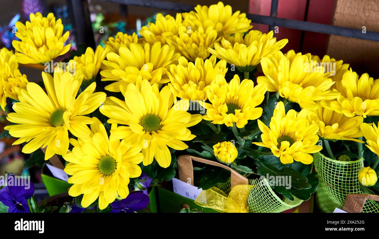 Hellgelbe Chrysanthemen-Blüten und lila Stiefmütterchen mit grünem Band zum Verkauf auf einem Gartenmarkt. Stockfoto