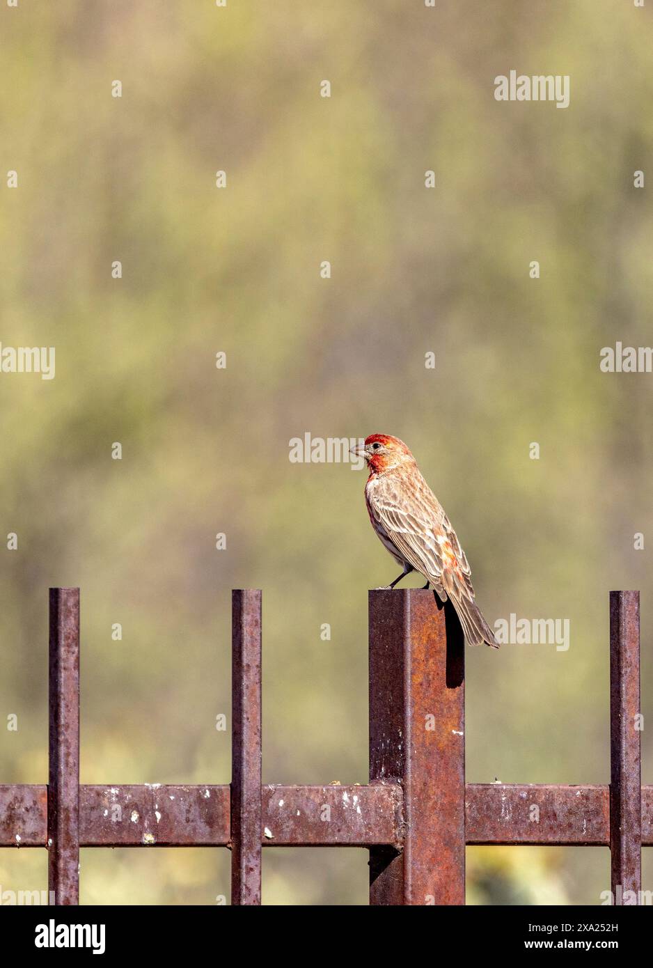 Ein roter finch klettert auf einen rostigen Zaun in Arizona Stockfoto