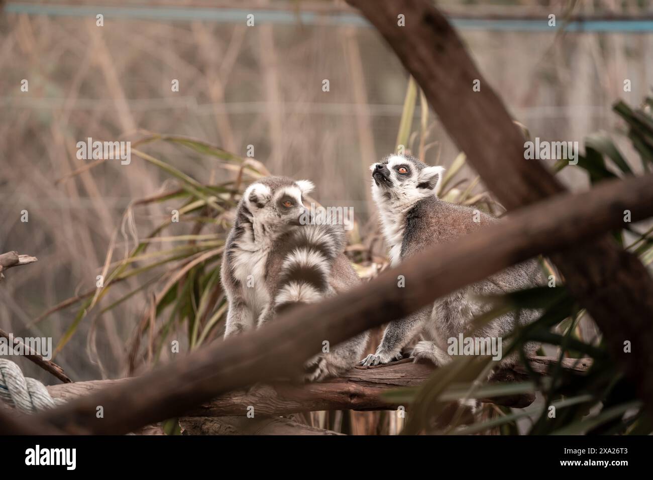 Die beiden Lemuren, die neugierig durch das Glas in einen Zoo schauen Stockfoto