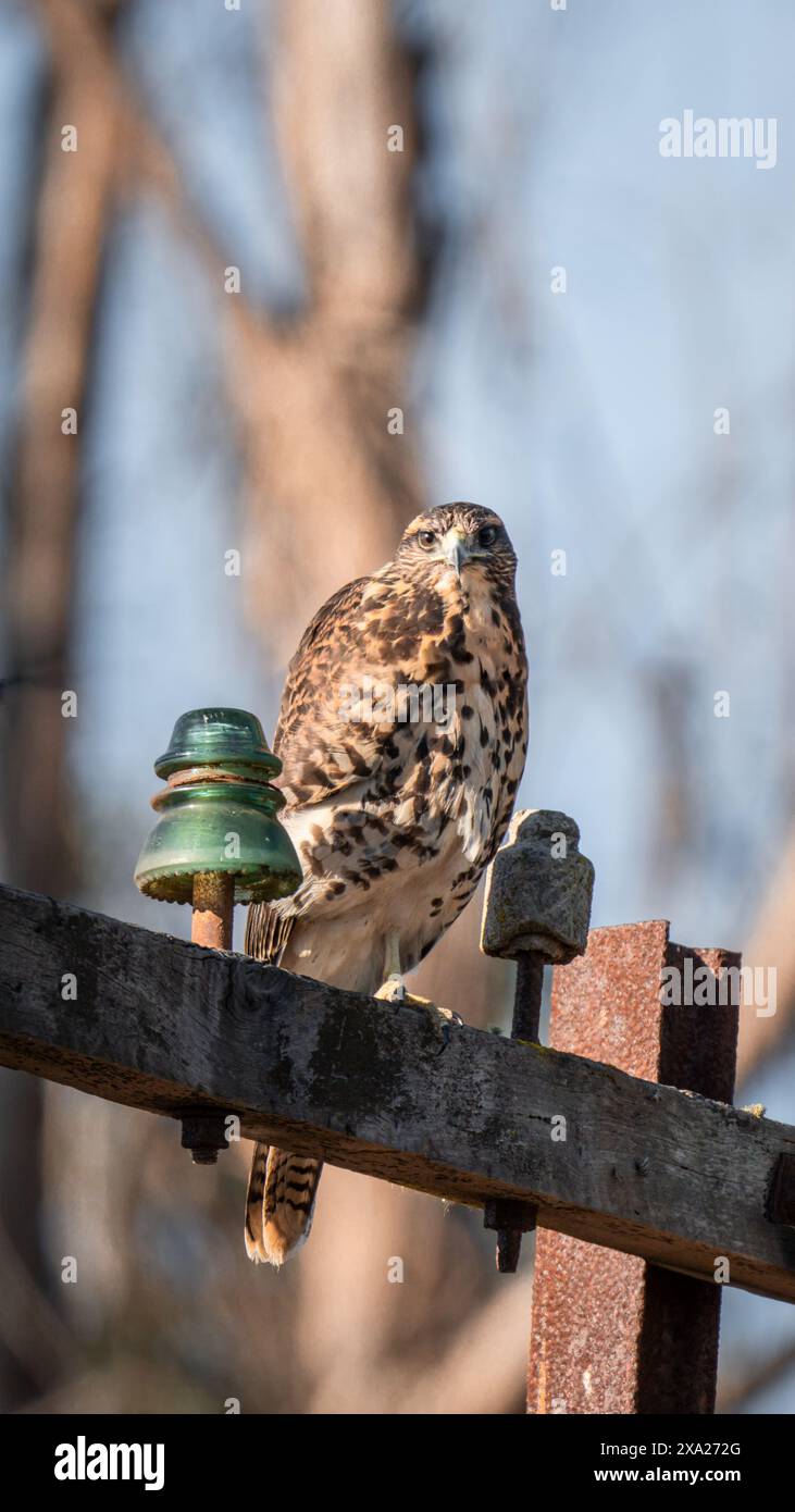 Ein Rotschwanzbussard (Buteo jamaicensis), der auf einem Holzzaun thront Stockfoto