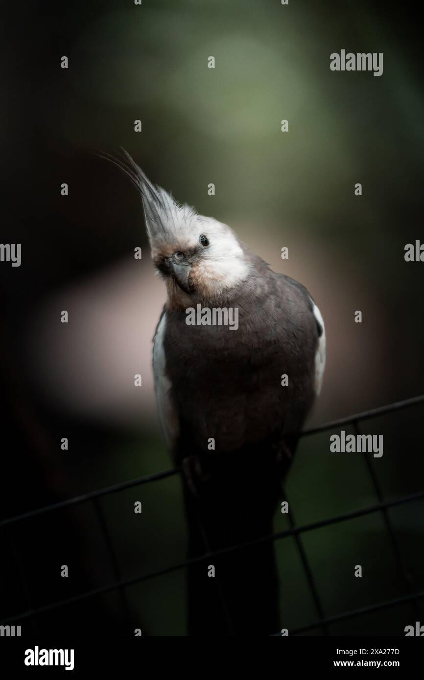 Ein Corella (Nymphicus hollandicus), der auf einem Zaun thront Stockfoto