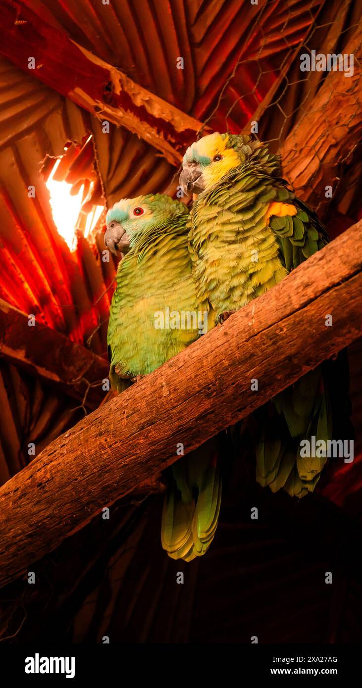 Die beiden Amazonas aestiva-Vögel mit blauer Front thronten auf einem Holzzweig Stockfoto