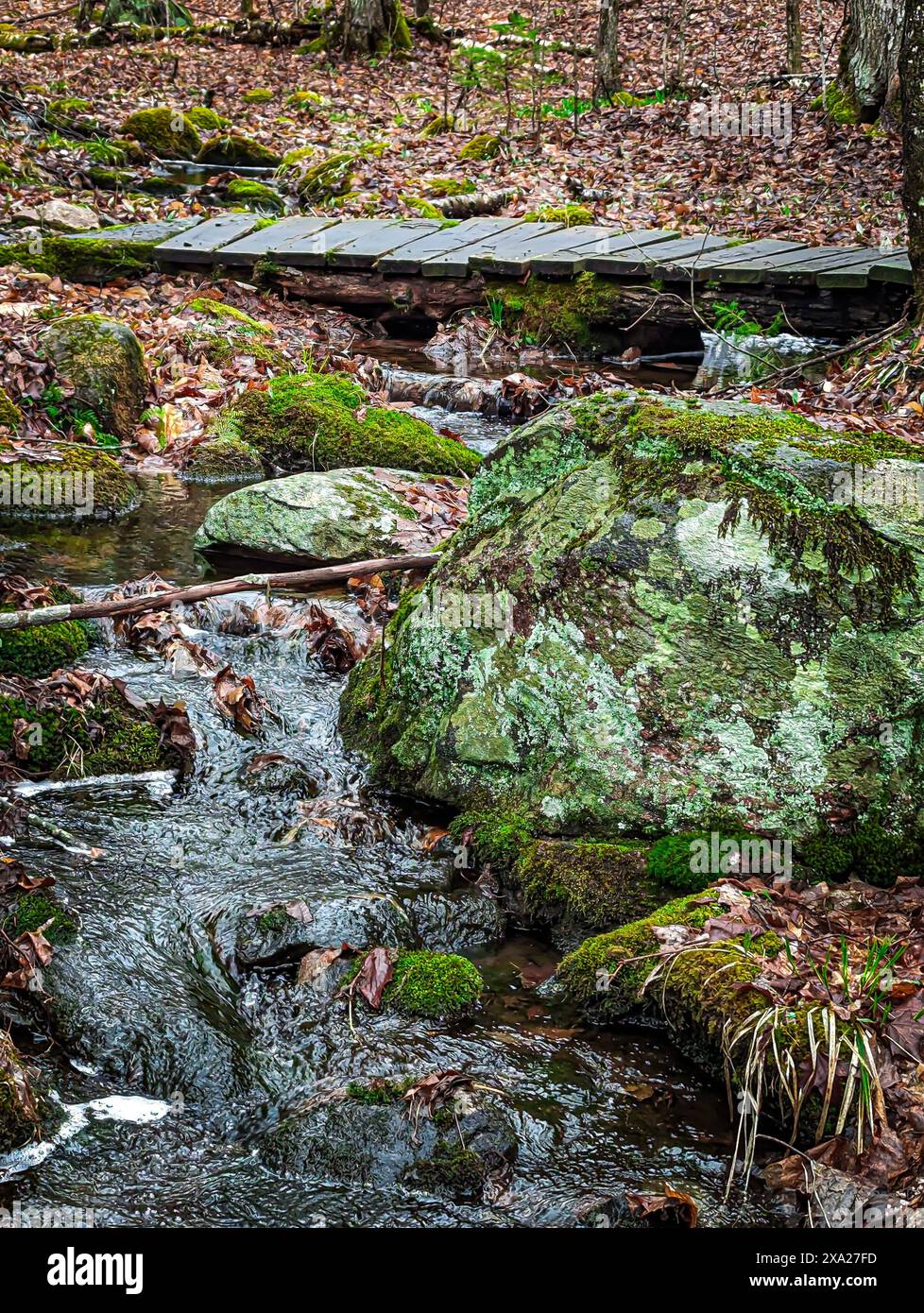 Eine ruhige Holzbrücke über einen kleinen Bach im Wald in Ontario, Kanada Stockfoto