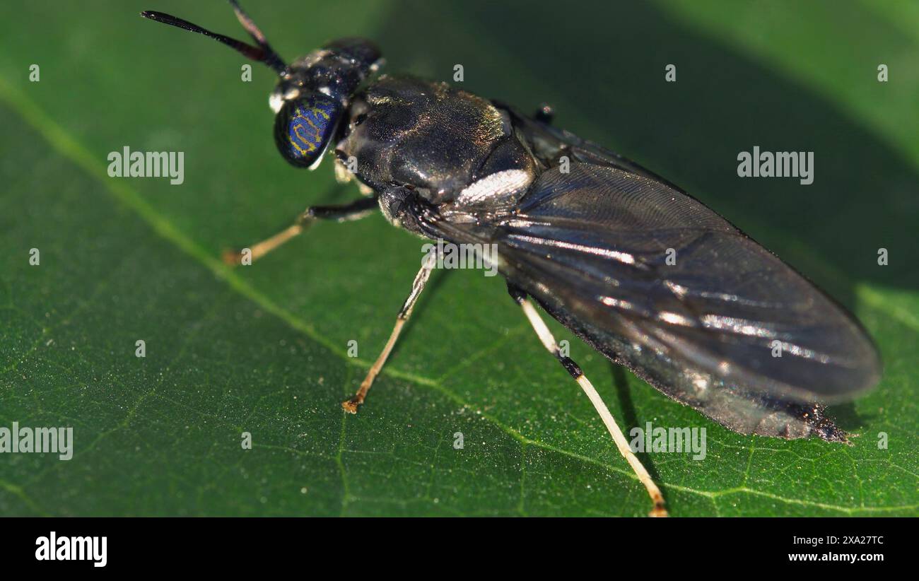 Ein schwarzer Soldat fliegt auf einem Blatt Stockfoto