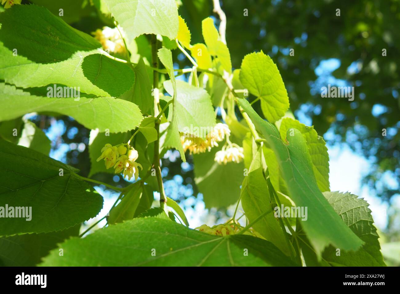 Tilia ist eine Gattung von Bäumen, Büschen. Linden Europäische Arten, Lindenholz nordamerikanische Arten. Lindeninfloreszenzen am Ast. Linden Blumentee hat ein Plädoyer Stockfoto