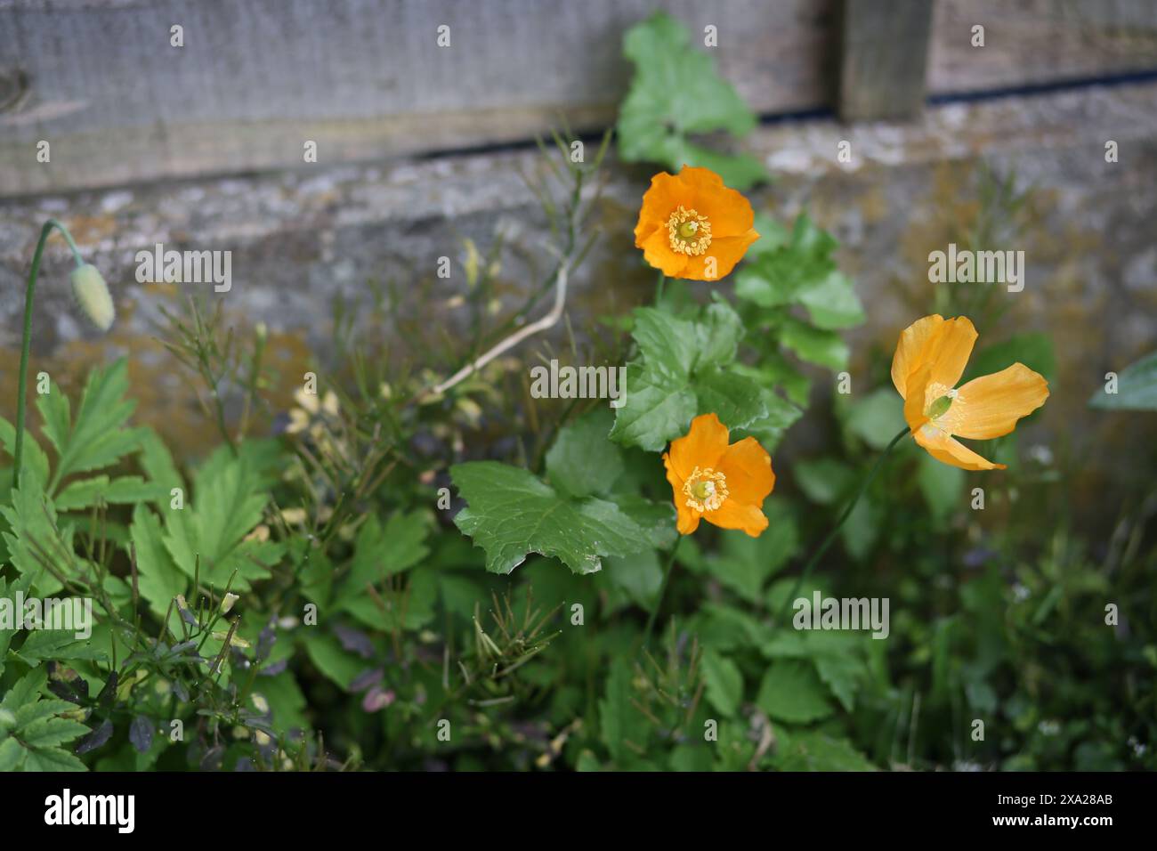 Leuchtende orangefarbene Blüten blühen in einer üppig grünen Umgebung Stockfoto